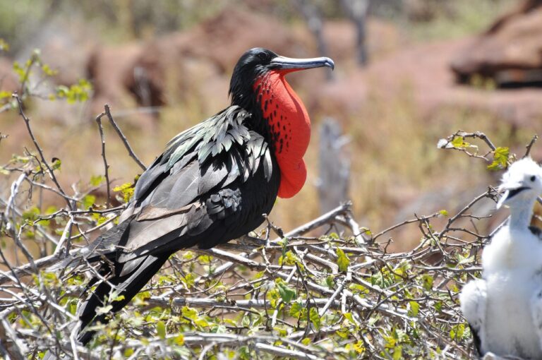 Magnificent frigatebird with red throat pouch in the Galapagos