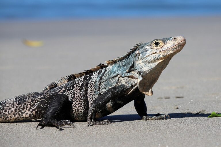 Land iguana on a beach in the Galapagos Islands