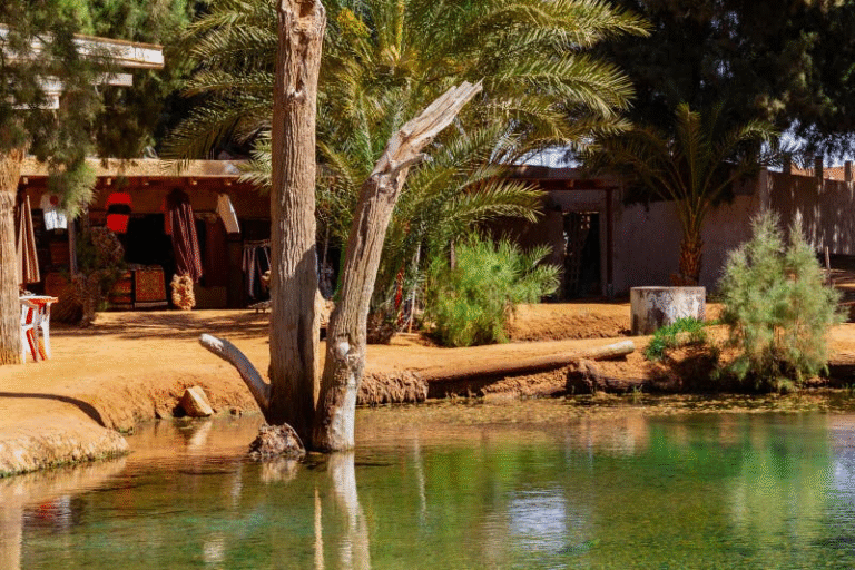 Oasis with palm trees and reflection in Ksar Ghilane.